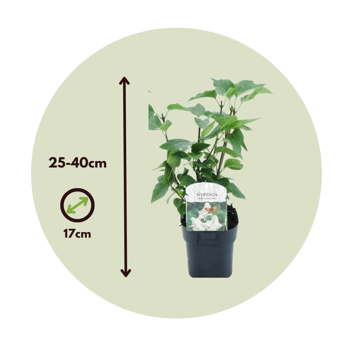 Lilac - 2 pcs. - Syringa vulgaris 'Mme Lemoine' - Height 25-40cm - ⌀17cm