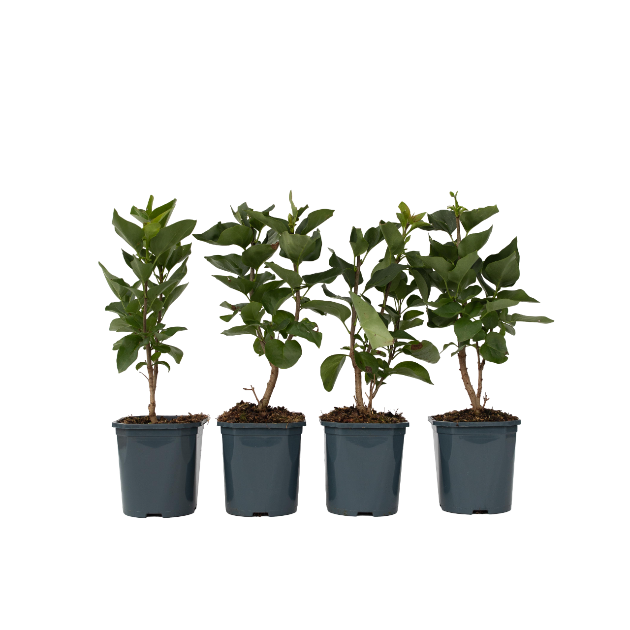 Lilac - 4 pcs. - Syringa vulgaris 'Mme Lemoine' - Height 25-40cm - ⌀17cm