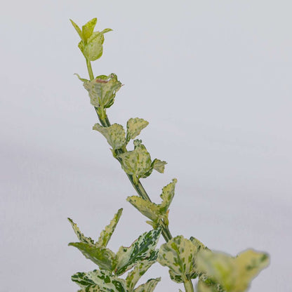 Spindle - 2 pcs. - Euonymus 'Harlequin' - Height 20-30cm - ⌀17cm