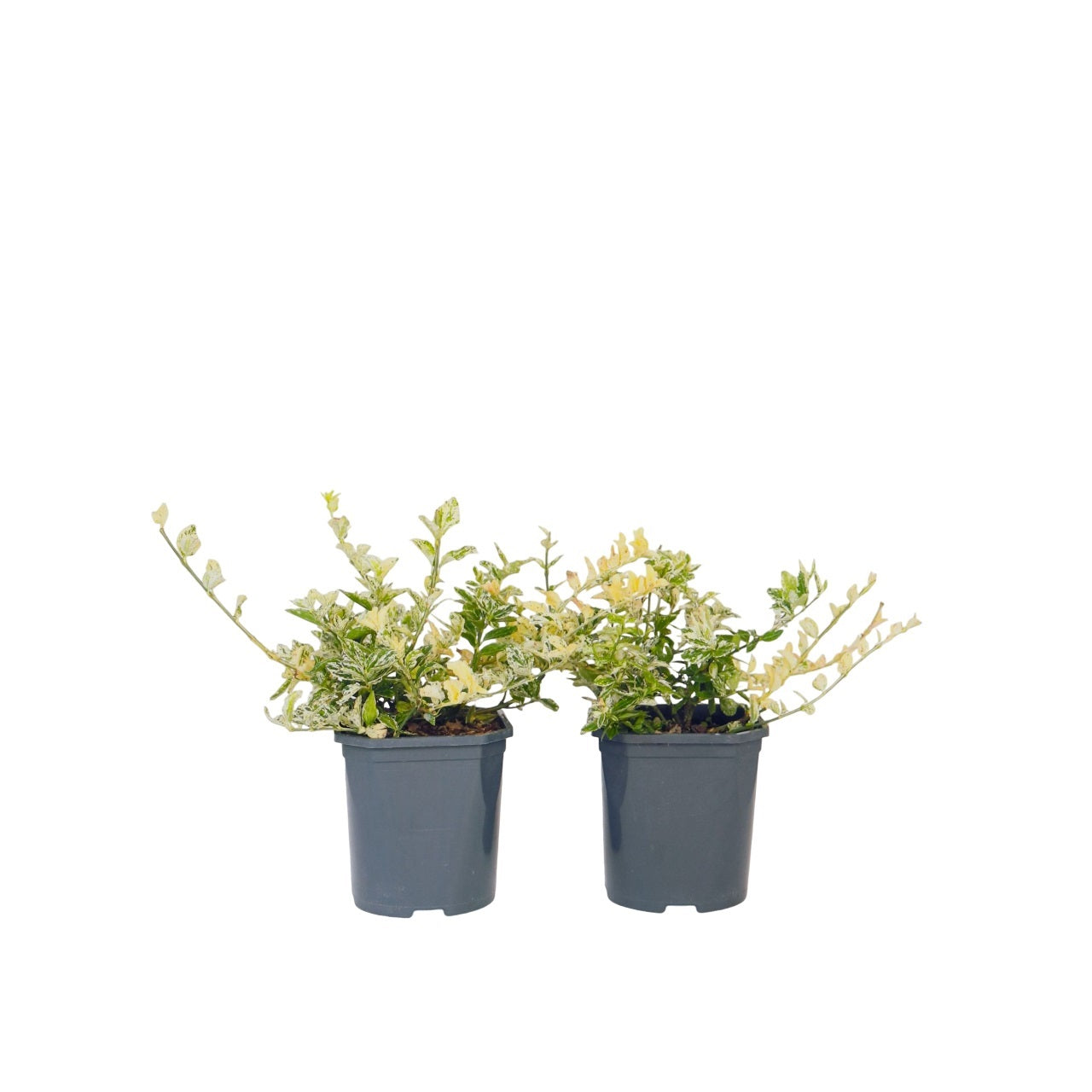 Spindle - 2 pcs. - Euonymus 'Harlequin' - Height 20-30cm - ⌀17cm