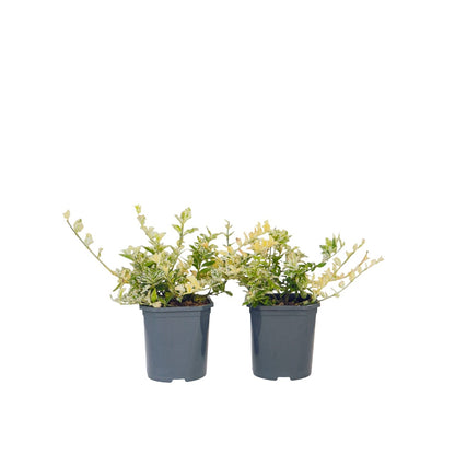 Spindle - 2 pcs. - Euonymus 'Harlequin' - Height 20-30cm - ⌀17cm