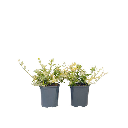 Spindle - 2 pcs. - Euonymus 'Harlequin' - Height 20-30cm - ⌀17cm