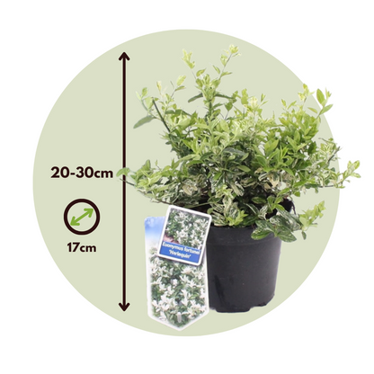 Spindle - 2 pcs. - Euonymus 'Harlequin' - Height 20-30cm - ⌀17cm