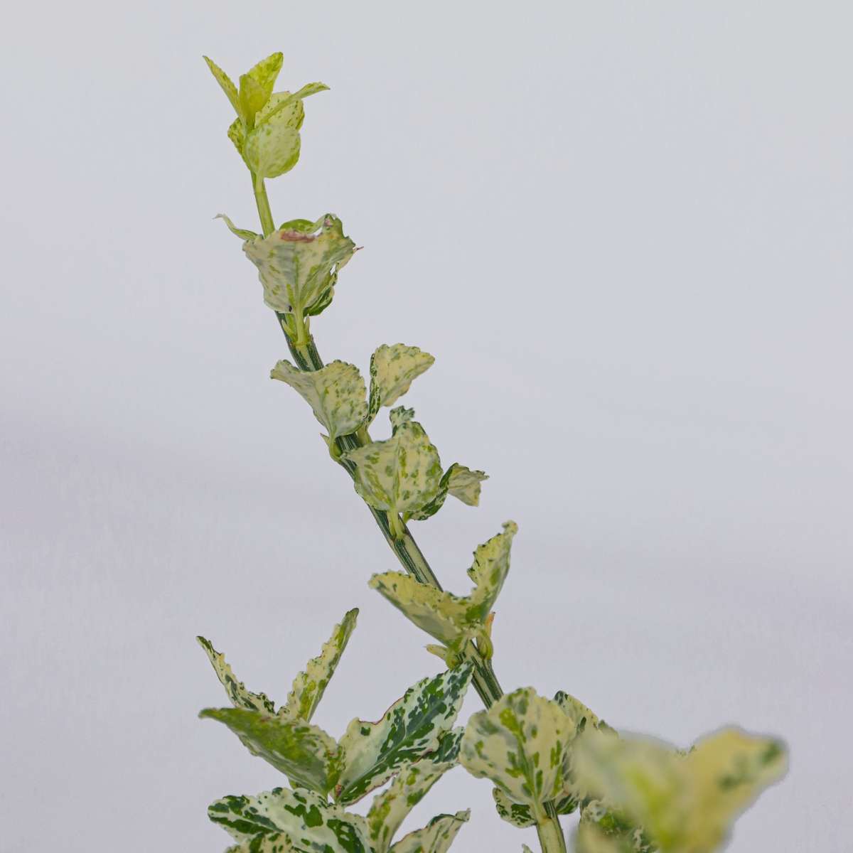 Spindle - 4 pcs. - Euonymus 'Harlequin' - Height 20-30cm - ⌀17cm