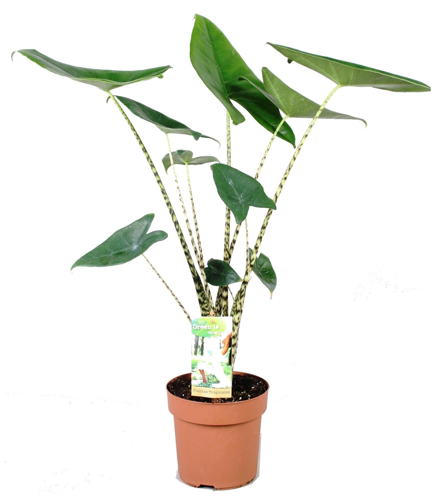 Elephant's Ear - Alocasia 'Zebrina' - Height 60-70cm - ⌀17cm