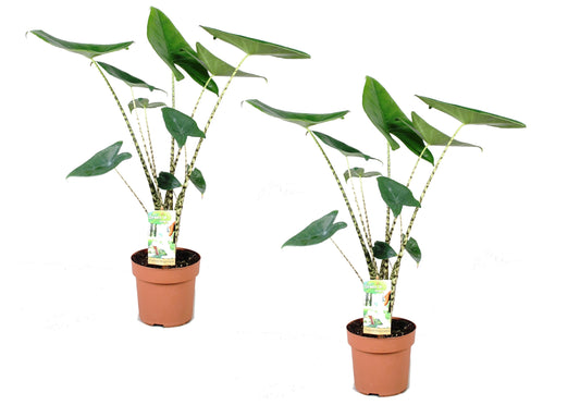 Elephant's Ear - 2 pcs. - Alocasia 'Zebrina' - Height 60-70cm - ⌀17cm