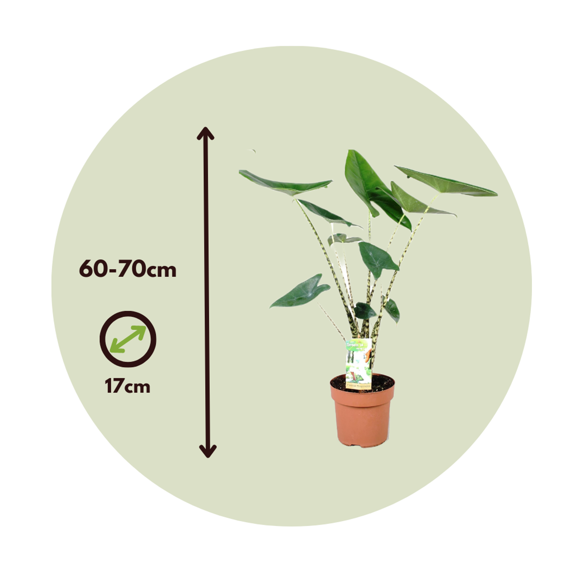 Elephant's Ear - 2 pcs. - Alocasia 'Zebrina' - Height 60-70cm - ⌀17cm