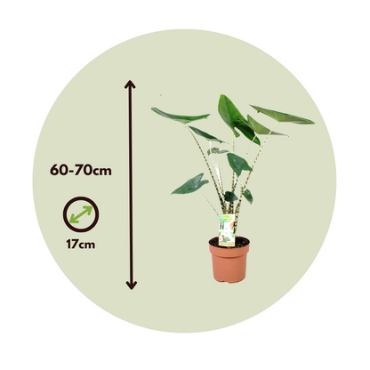 Elephant's Ear - 2 pcs. - Alocasia 'Zebrina' - Height 60-70cm - ⌀17cm