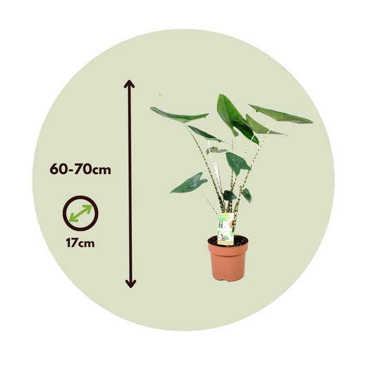 Elephant's Ear - 2 pcs. - Alocasia 'Zebrina' - Height 60-70cm - ⌀17cm