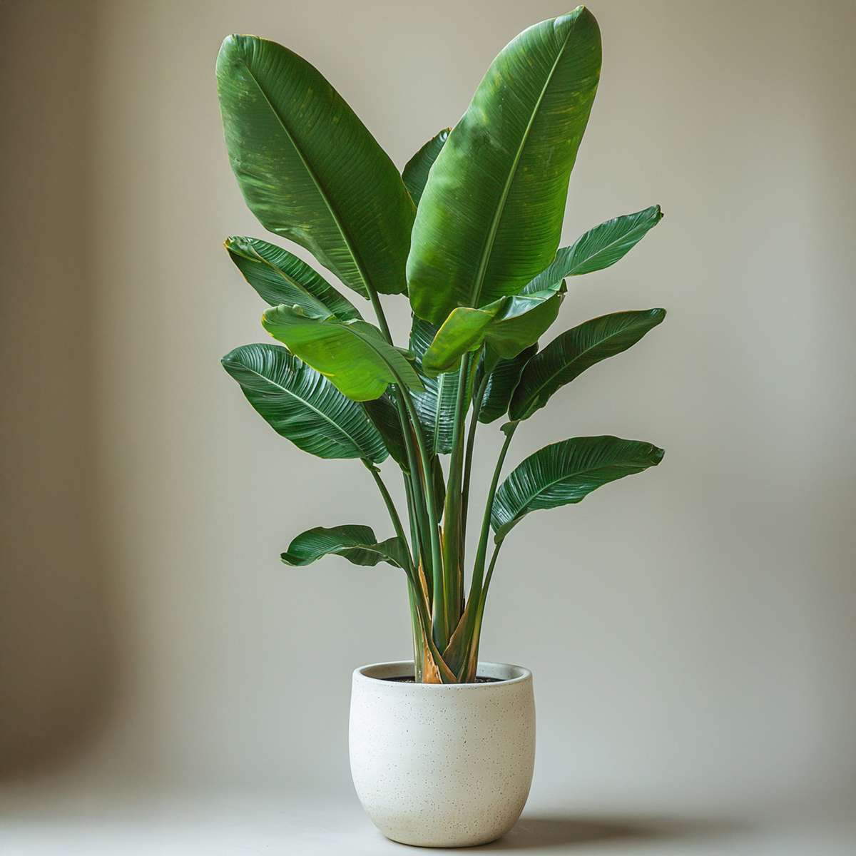 Giant Bird of Paradise - 2 pcs. - Strelitzia nicolai - Height 55-70cm - ⌀17cm