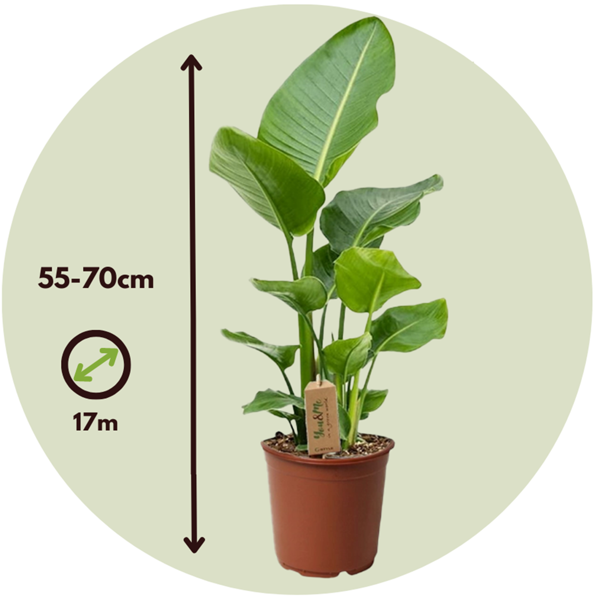 Giant Bird of Paradise - 2 pcs. - Strelitzia nicolai - Height 55-70cm - ⌀17cm