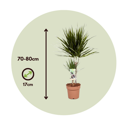 Madagascar Dragon Tree - 2 pcs. - Dracaena marginata - Height 70-80cm - ⌀17cm