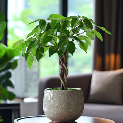 Money Tree Plant - Pachira aquatica - Height 60-70cm - ⌀17cm