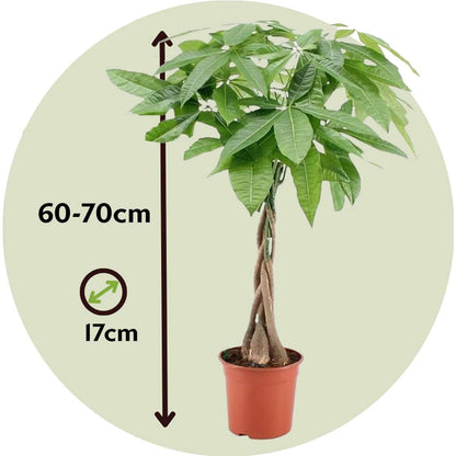 Money Tree Plant - Pachira aquatica - Height 60-70cm - ⌀17cm
