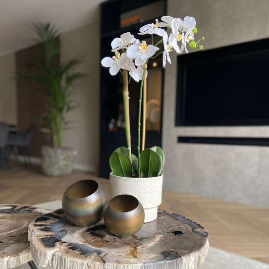 Artificial Phalaenopsis Orchid - Height 55cm
