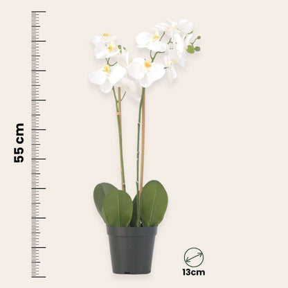 Artificial Phalaenopsis Orchid - Height 55cm