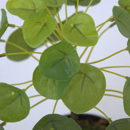 Artificial Pilea Peperomioides - Height 25cm