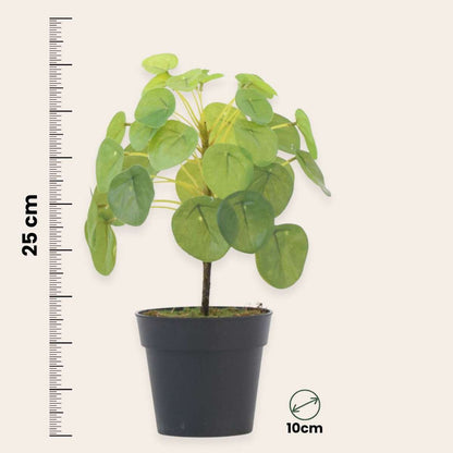 Artificial Pilea Peperomioides - Height 25cm