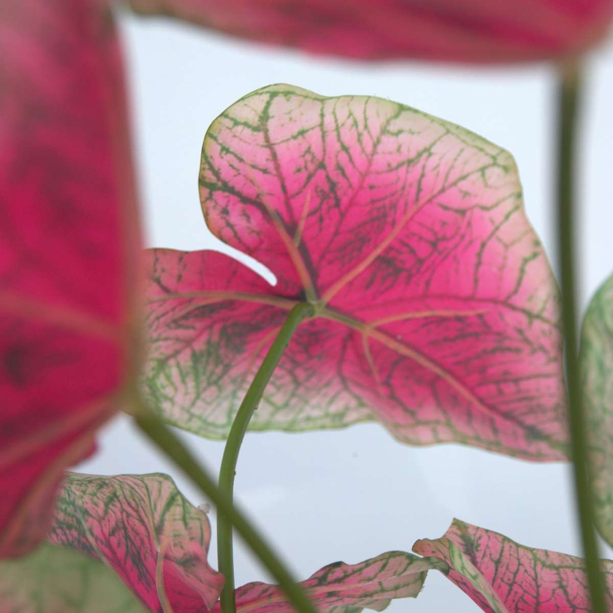 Artificial Caladium - Height 60cm