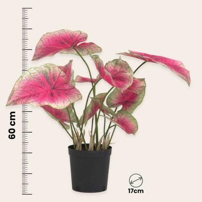 Artificial Caladium - Height 60cm