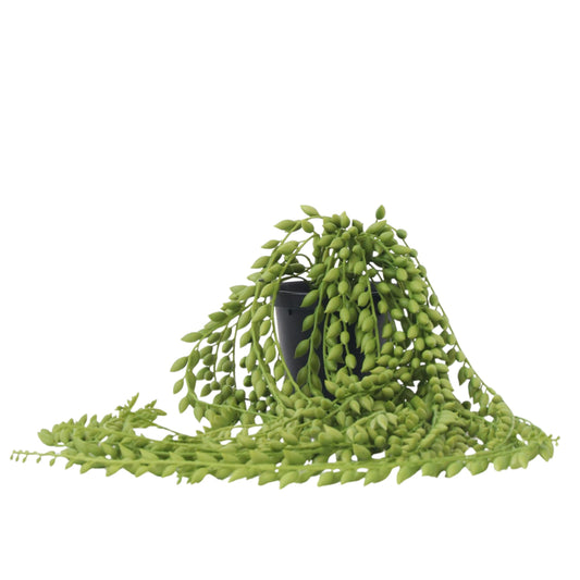 Artificial Senecio - Height 90cm