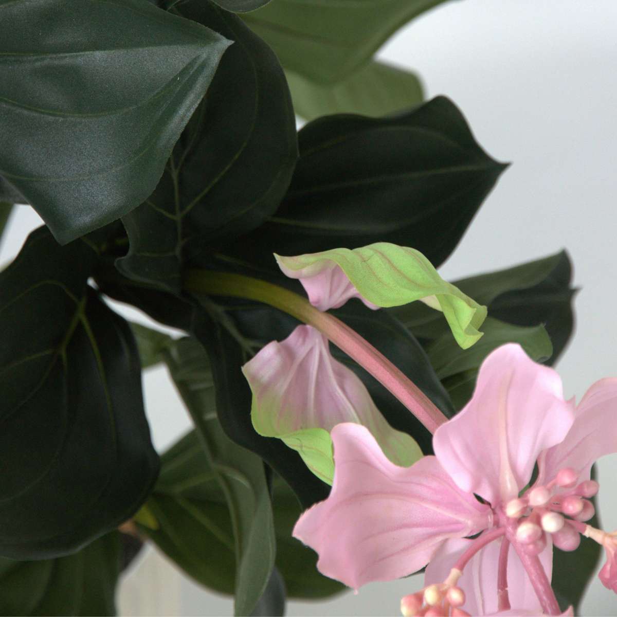 Artificial Medinilla Magnifica - Height 85cm