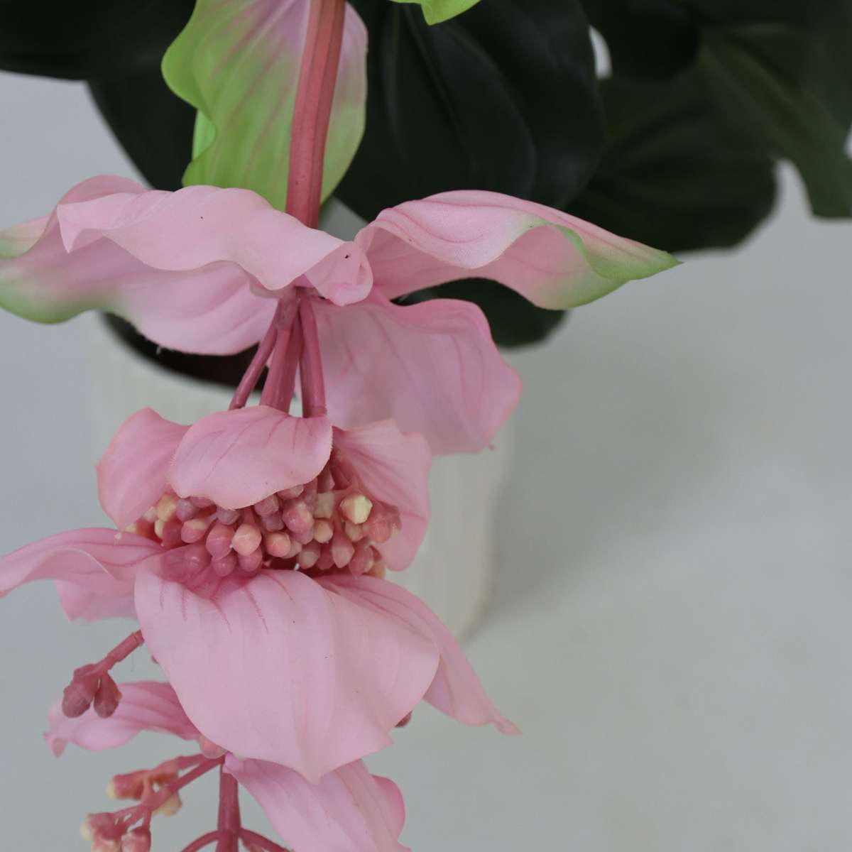 Artificial Medinilla Magnifica - Height 85cm