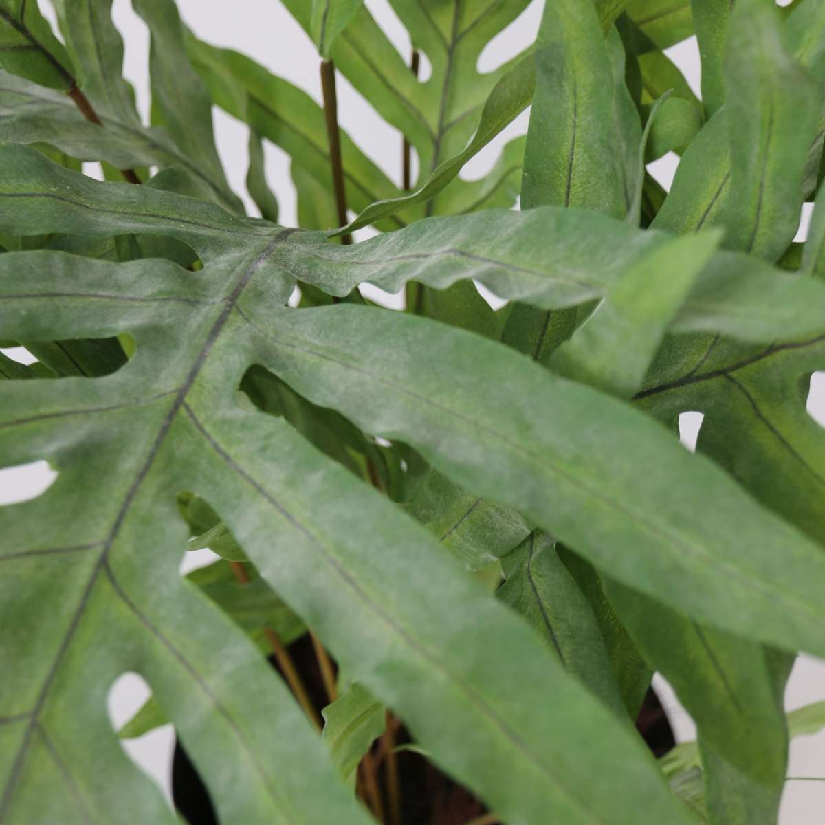 Artificial Phlebodium - Height 80cm