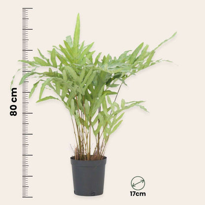 Artificial Phlebodium - Height 80cm