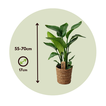 Giant Bird of Paradise - Strelitzia nicolai - Height 55-70cm - ⌀17cm