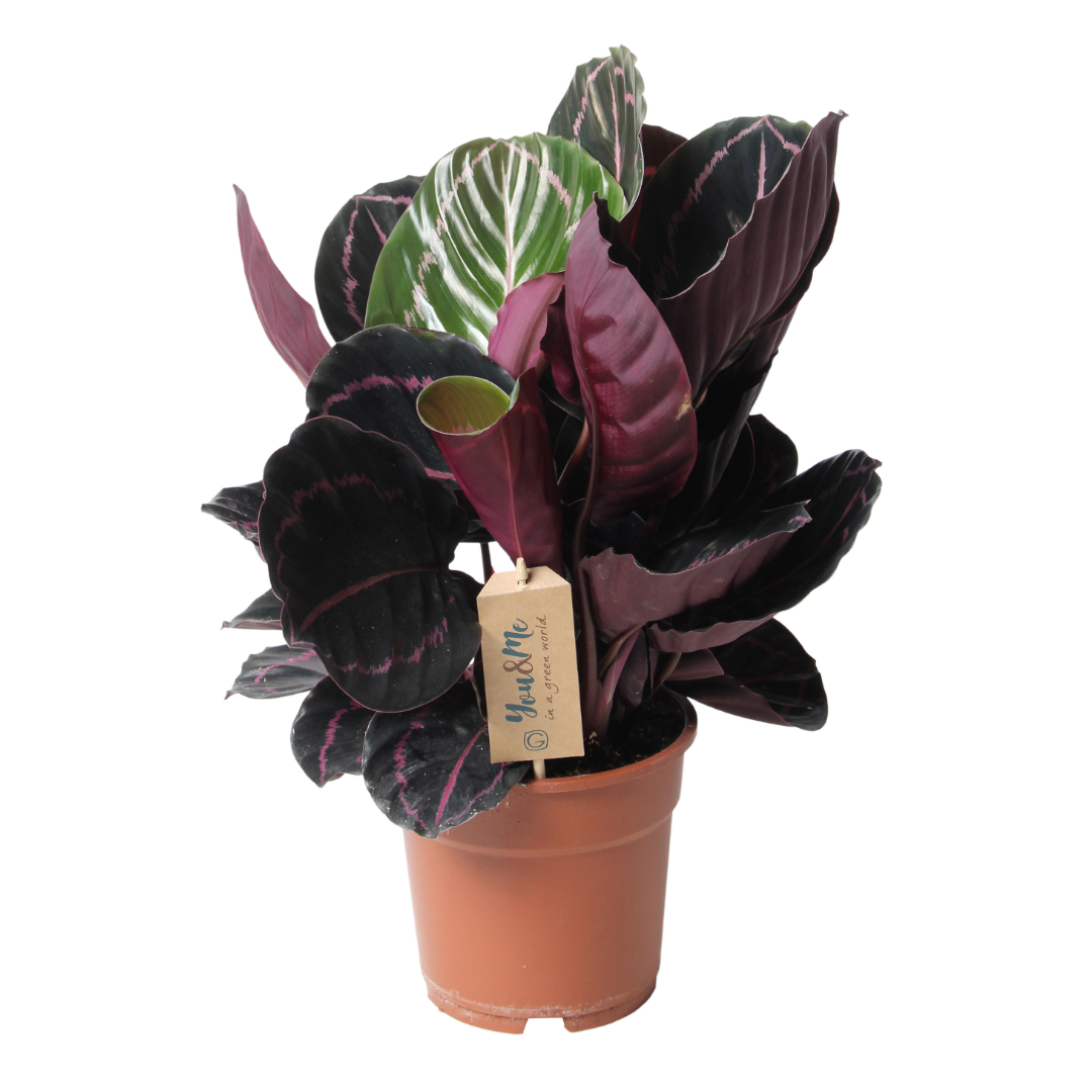 Prayer Plant - Calathea 'Dottie' - Height 30-40cm - ⌀17cm