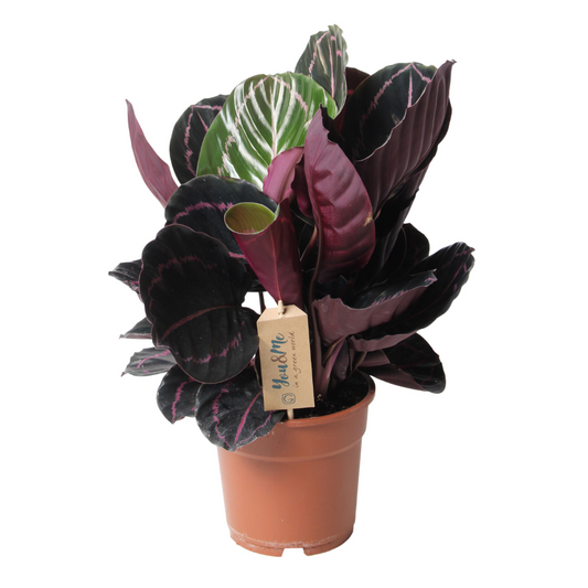 Prayer Plant - Calathea 'Dottie' - Height 30-40cm - ⌀17cm