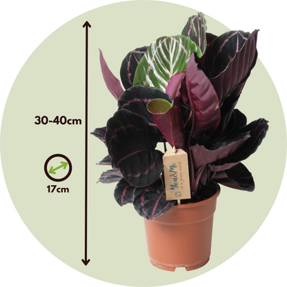 Prayer Plant - Calathea 'Dottie' - Height 30-40cm - ⌀17cm