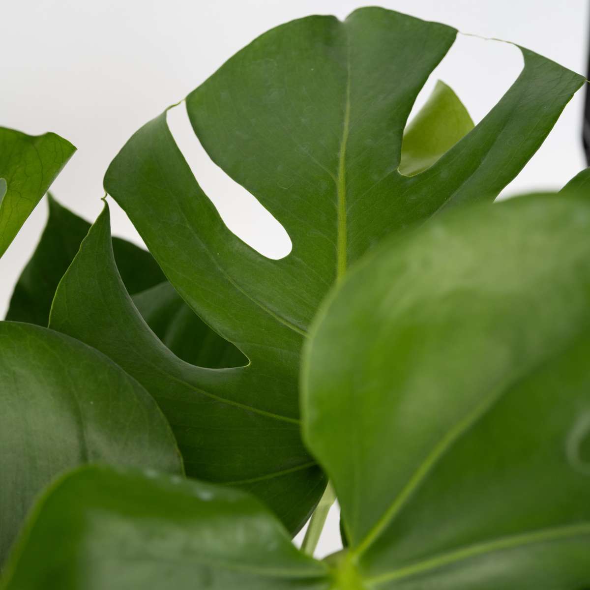 Swiss Cheese Plant - Monstera deliciosa - Height 70-80cm - ⌀21cm