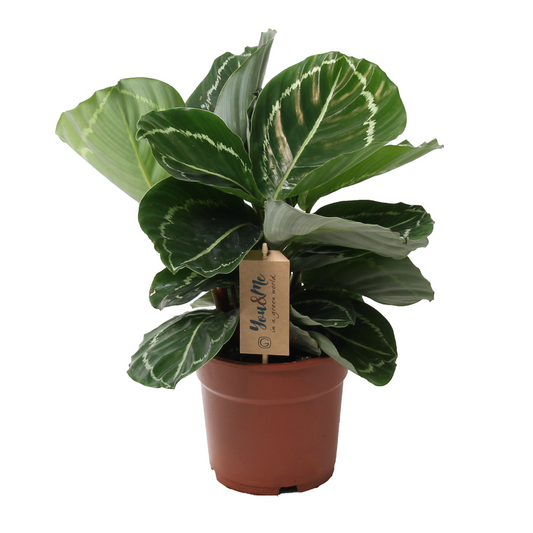 Prayer Plant - Calathea 'Julia' - Height 35-45cm - ⌀17cm