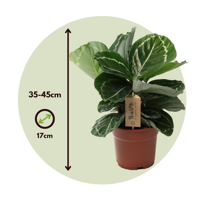 Prayer Plant - Calathea 'Julia' - Height 35-45cm - ⌀17cm