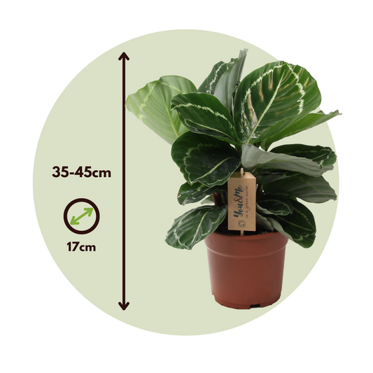 Prayer Plant - Calathea 'Julia' - Height 35-45cm - ⌀17cm