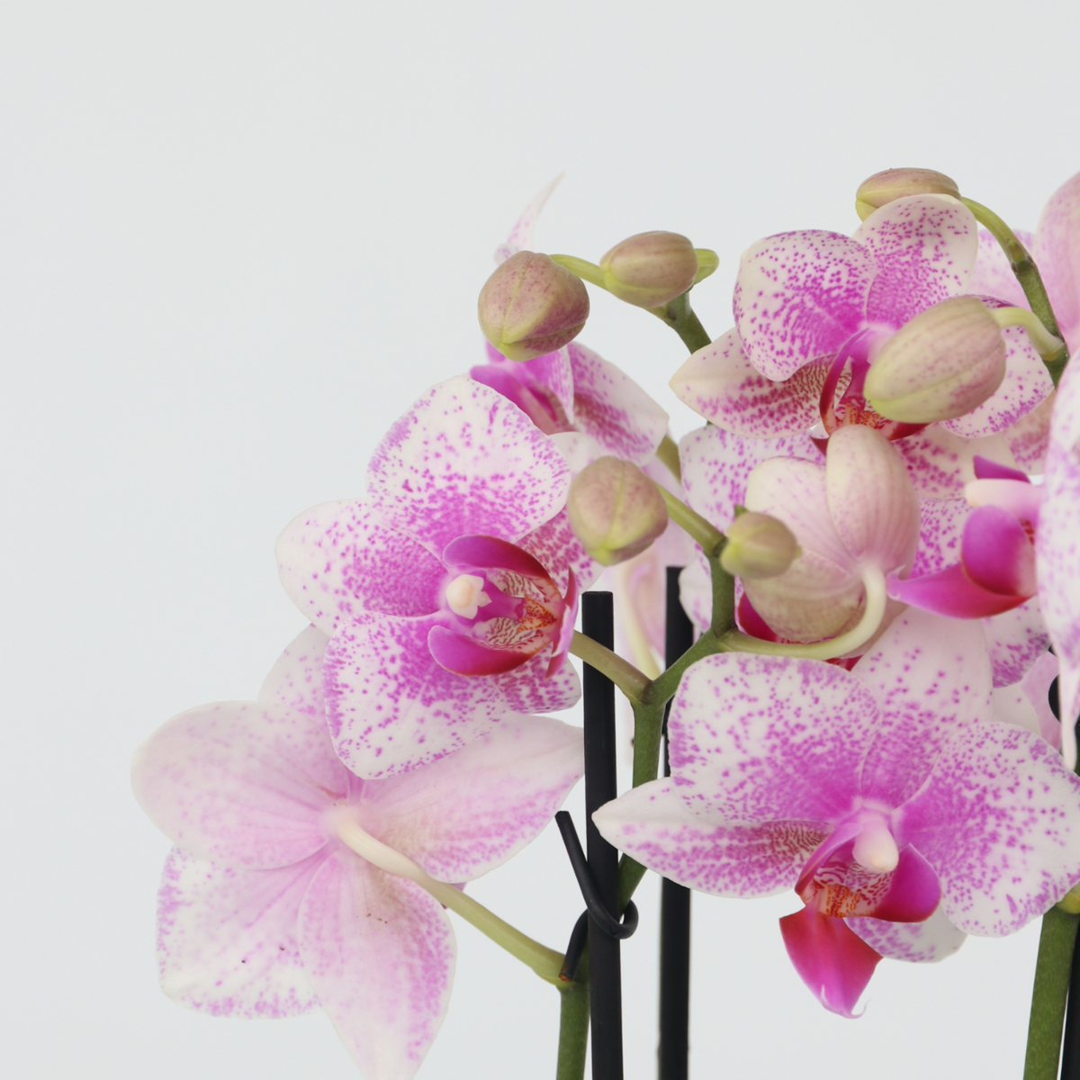 Moth Orchid - Phalaenopsis Multiflora with basket - Height 35-45cm - ⌀12cm