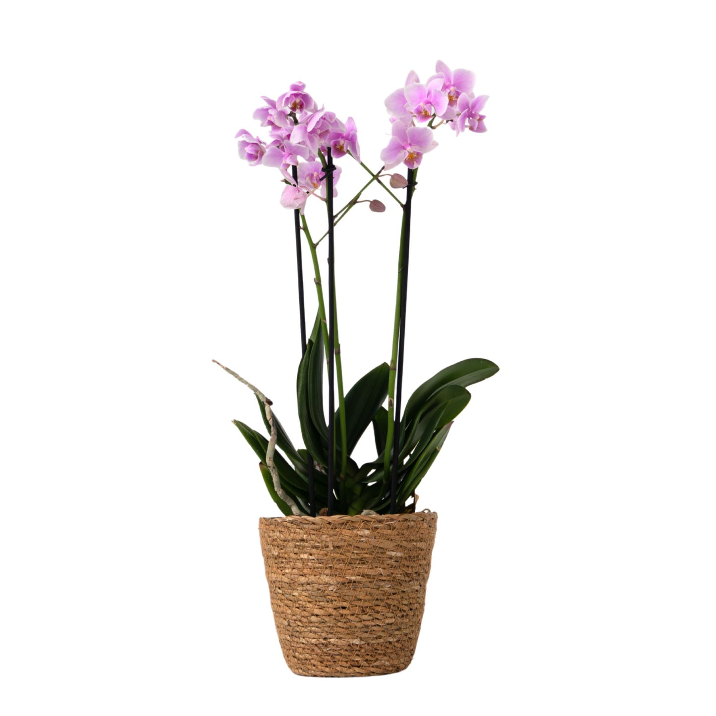 Moth Orchid - Phalaenopsis Multiflora with basket - Height 35-45cm - ⌀12cm