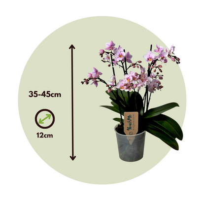 Moth orchid - Phalaenopsis Multiflora - Height 35-45cm - ⌀12cm