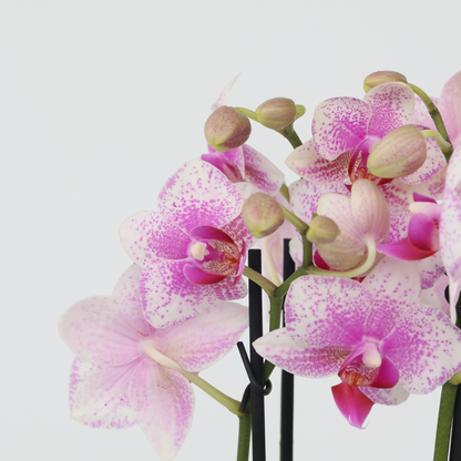 Moth Orchid - x3 - Phalaenopsis Multiflora in basket - Height 35-45cm - ⌀12cm