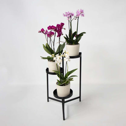 Moth Orchid - Mix of 3 - Phalaenopsis Multiflora - Height 35-45cm - ⌀12cm