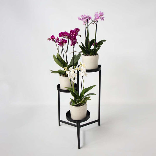 Moth Orchid - Mix of 3 - Phalaenopsis Multiflora - Height 35-45cm - ⌀12cm