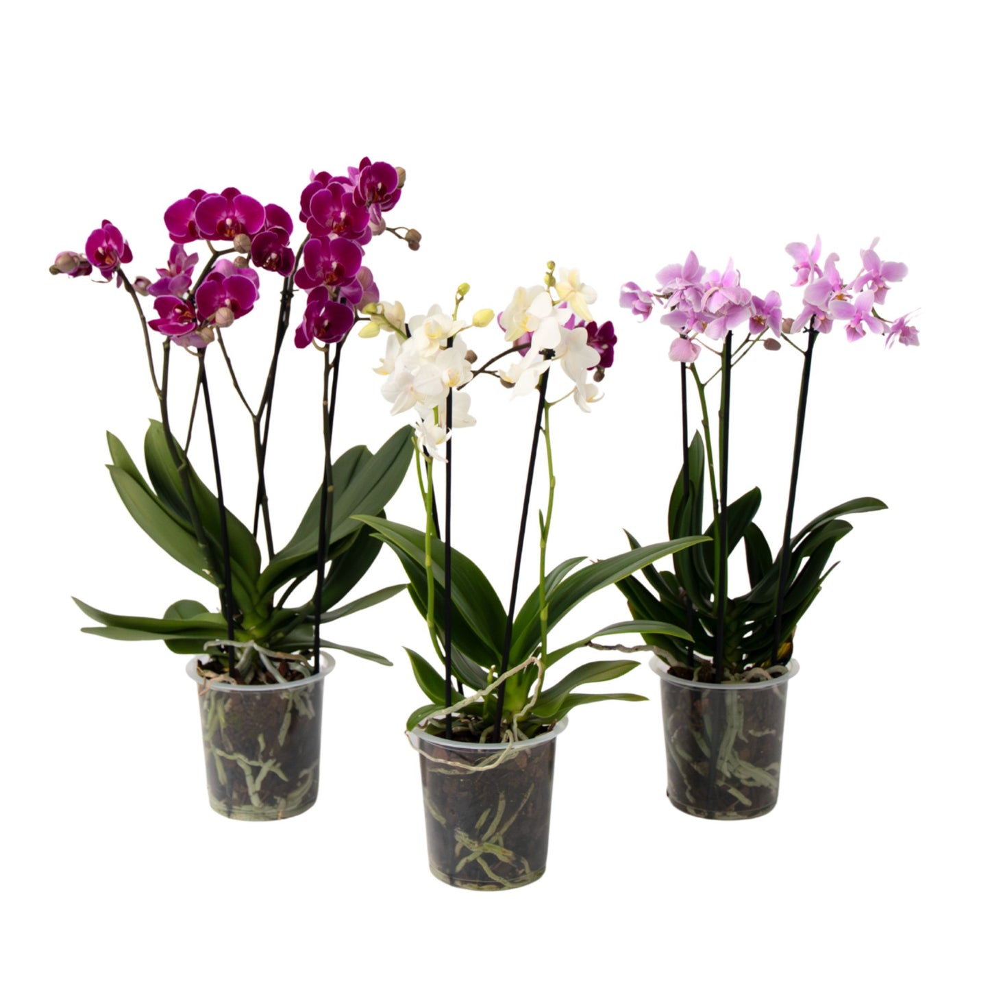Moth Orchid - Mix of 3 - Phalaenopsis Multiflora - Height 35-45cm - ⌀12cm