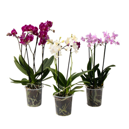 Moth Orchid - Mix of 3 - Phalaenopsis Multiflora - Height 35-45cm - ⌀12cm