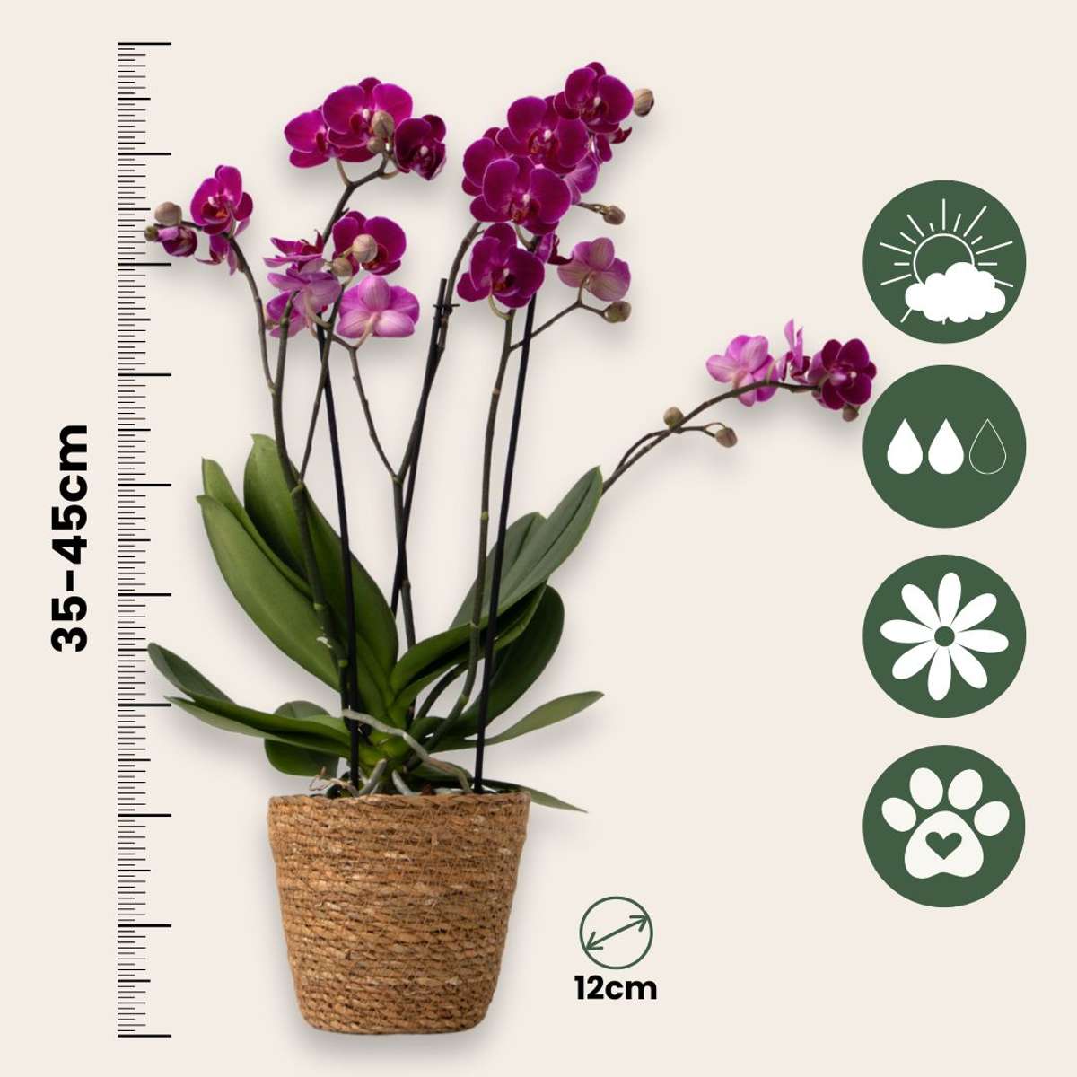 Moth Orchid - Mix of 3 - Phalaenopsis Multiflora - Height 35-45cm - ⌀12cm
