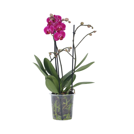 Moth orchid - Phalaenopsis Multiflora - Height 35-45cm - ⌀12cm