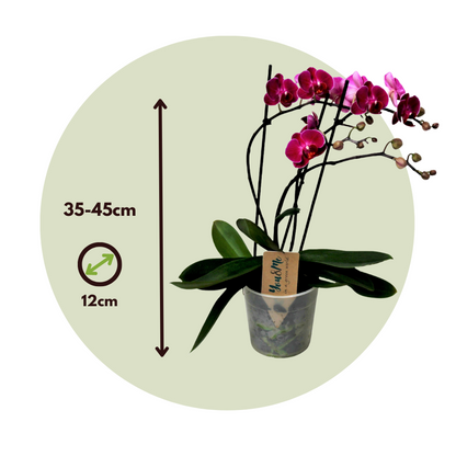 Moth orchid - Phalaenopsis Multiflora - Height 35-45cm - ⌀12cm