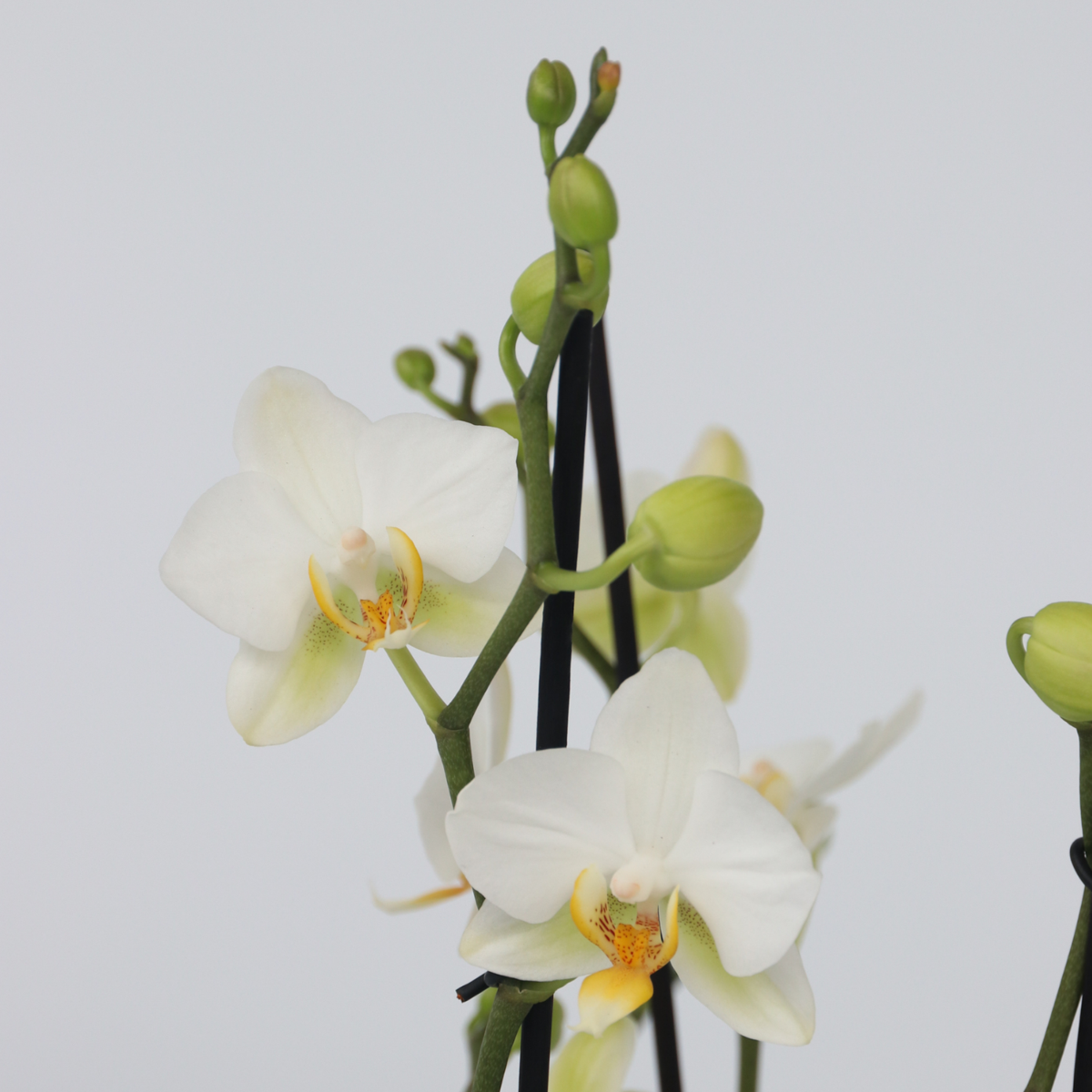 Moth Orchid - Phalaenopsis Multiflora with basket - Height 35-45cm - ⌀12cm