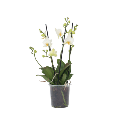Moth orchid - Phalaenopsis Multiflora - Height 35-45cm - ⌀12cm